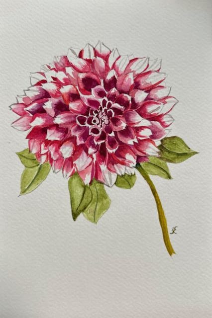 Large Magenta Dahlia