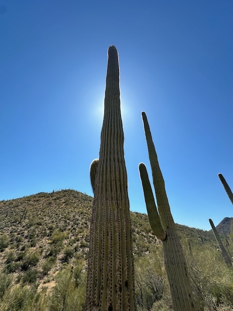 Backlit Saguaro