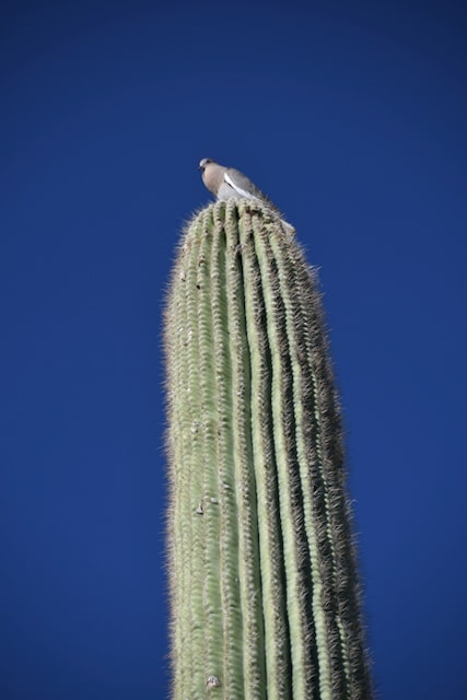 Bird on a cactus