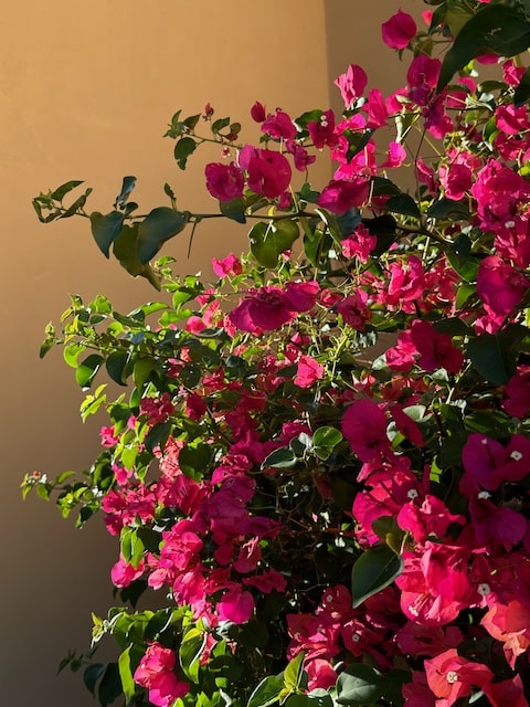 Fuscia Flowers