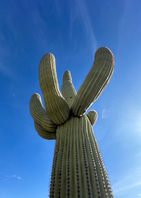 Large Saguaro